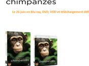 Disneynature Chimpanzés juin Blu-ray