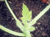 Instants entre fleurs animaux