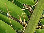 tourterelles Guadeloupe