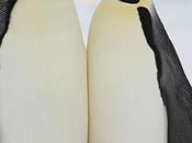 Webinaire avec Flood, espaces froids pôle Nord l’Antarctique