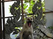 Thaïlande chiens fans l’hymne national [HD]