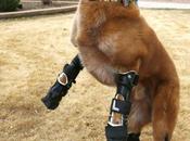 chien peut courir grâce prothèses