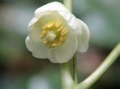 Podophyllum peltatum, fleur