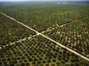 Pourquoi Comment éviter l’huile palme