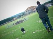 Reportage photo Border Collie