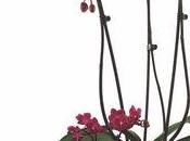 autre astuce pour offrir orchidée personnalisée fête Mères