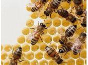 Russie avertit Obama: guerre globale disparition abeilles menace