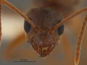 fourmi dévoreuse d’électronique