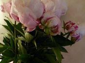 Simplement, pivoines