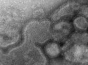 Virus H7N9: très faible immunité populations asiatiques Journal Infectious Diseases