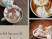 chat dans café
