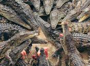 449° Fallait jouer avec feu...