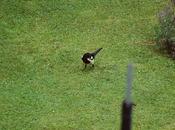 Clic-clac 3*35 belge