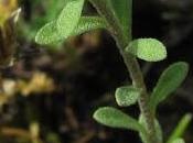 Alyssum alyssoides (Alysson, Passerage calices persistants)