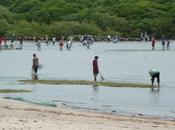Alerte Jaune Guadeloupe pêche Touloulous ouverte