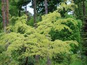 Ulmus parvifolia 'Geisha'