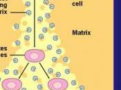 CANCER SEIN: MMP-8, enzyme double tranchant dans croissance tumorale Journal Biological Chemistry