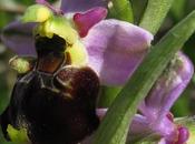 Floraison d'Ophrys fuciflora (Ophrys bourdon, Ophrys frelon)