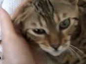 Vidéo notre chat Bengal, Hakuna J’ai besoin d’amour!