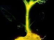 Surprenant, mettez plantes lumineuses dans maison