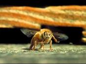 Beauté pollinisation