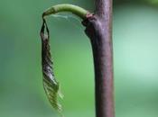 porédateur d'asiminier