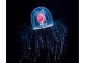 Découverte méduse immortelle