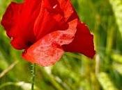 Flamboyants coquelicots