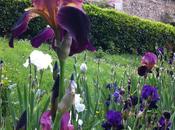 enfin dernier gagnant podium plantes aiment printemps pourris: l’iris