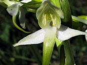 Platanthera Chlorantha hybrida