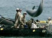 L'armée forme dauphins tueurs