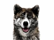 Bailly découpe animaux