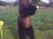 ours incroyable joue trompette fait Hula Hoop