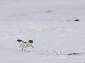 Hermine pleine chassant neige printanière…
