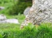 Marmotte postée devant terrier…