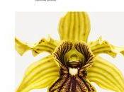 fleurs André Zuckerman