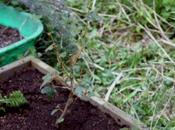 frémontodendron sait nager