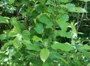 fruitiers après l'inondation