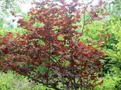 Corylus avellana 'Red Majestic'