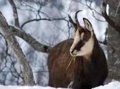 Cette dame chamois choisi passer l’hiver avec jeune sommet Creux-du-Van. photo prise durant 2008-2009.