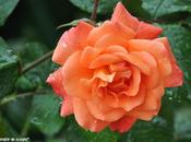 calendrier lunaire jardinier Juillet 2013