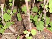 Boutures plançon réussies