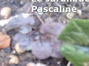 Comment mutiplier lysimaque