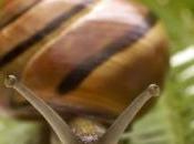 escargots révèlent hommes migré France vers l'Irlande 8000