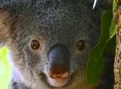 lieux admirer koalas Australie