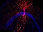 NEURO: seul gène peut bloquer développement l'enfant Journal Neuroscience