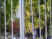 Nogent Marne Avril 2013 REFLEXIONS bambous comm...