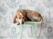 Maddie, chien bien inspirant