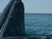 Quand sismomètres permettent suivre déplacement baleines