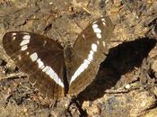 Limenitis camilla (Petit Sylvain)